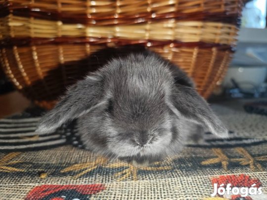 Törpe kosorrú,lógófülű nyuszik