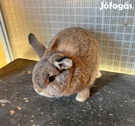 Törpe kosorrú nyúl