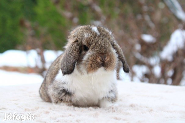 Törpe kosorrú nyuszi lógófülű törpenyúl