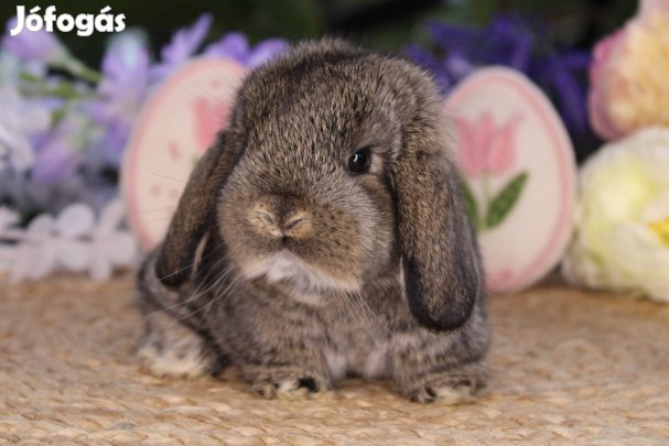 Törpe kosorrú nyuszi lógófülű törpenyúl törpenyuszi