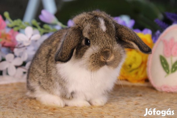 Törpe kosorrú nyuszi lógófülű törpenyúl törpenyuszi
