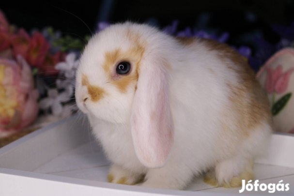 Törpe kosorrú nyuszi lógófülű törpenyúl törpenyuszi