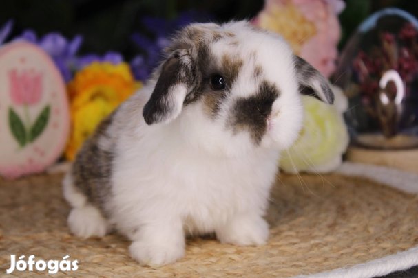 Törpe kosorrú nyuszi lógófülű törpenyúl törpenyuszi