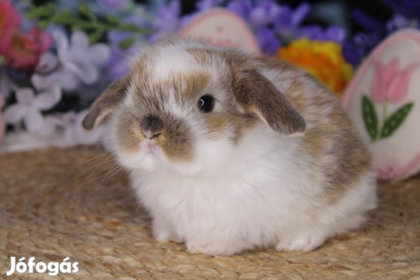 Törpe kosorrú nyuszi lógófülű törpenyúl törpenyuszi