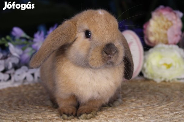 Törpe kosorrú nyuszi lógófülű törpenyúl törpenyuszi