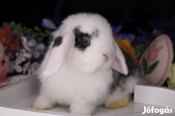 Törpe kosorrú nyuszi lógófülű törpenyúl törpenyuszi