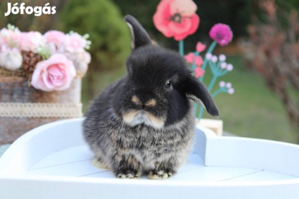 Törpe kosorrú nyuszi lógófülű törpenyuszi törpenyúl