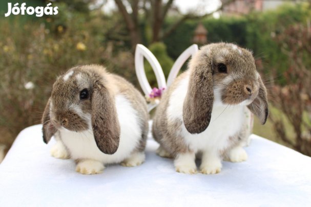 Törpe kosorrú nyuszi lógógfülű törpenyuszi