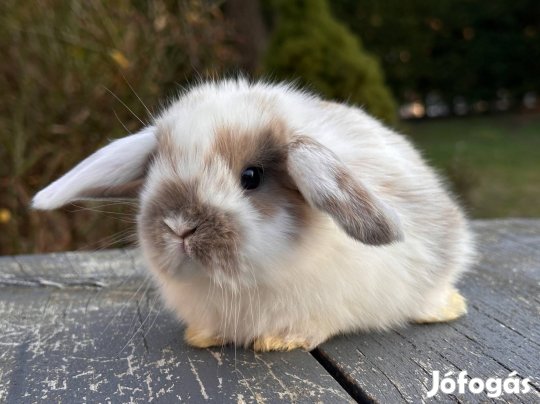 Törpe kosorrú nyuszi törpenyuszi törpenyúl