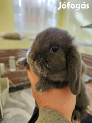 Törpe kosorrú nyuszik