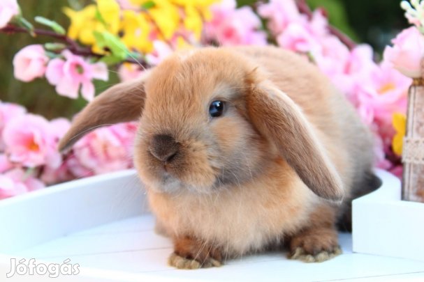 Törpe kosorrú törpenyúl logófűlű törpenyuszi