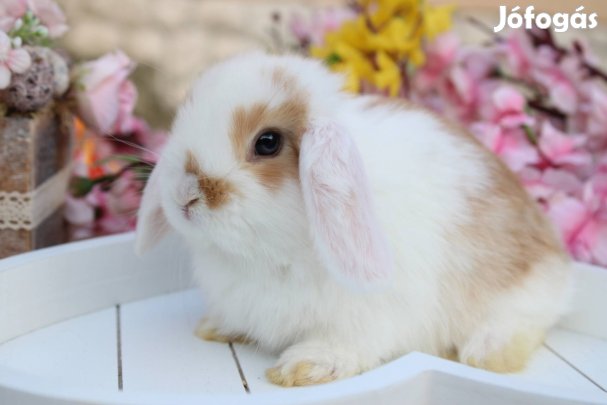 Törpe kosorrú törpenyúl logófűlű törpenyuszi