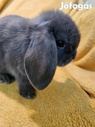 Törpe lógófülű nyuszik Eger