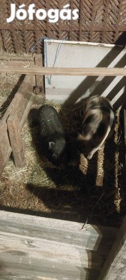 Törpe malac eladó 