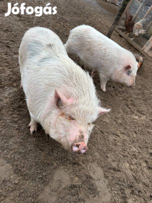 Törpe malacók eladó 2 db