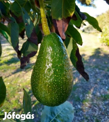 Törpe növésű (kb. 2 méter) avokádó oltvány eladó