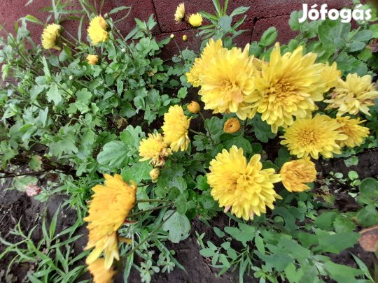 Törpe nyári krizantém