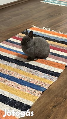 Törpe nyúl eladó