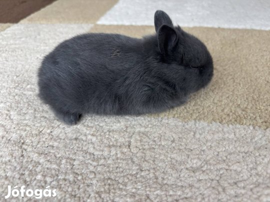 Törpe nyúl szines törpe