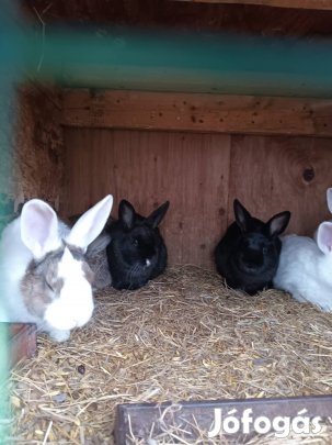 Törpe nyulak eladók