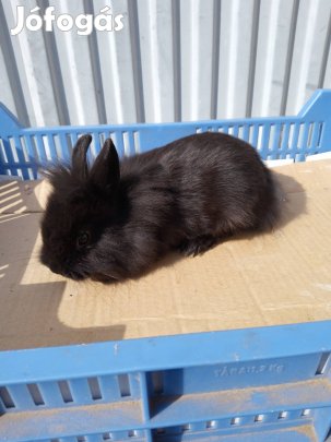 Törpe nyulak eladók