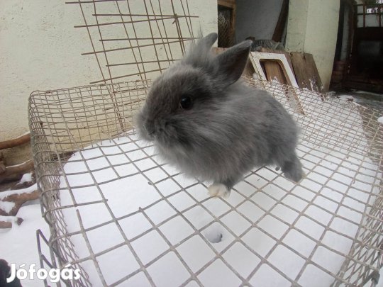 Törpe nyulak eladók 