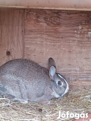 Törpe nyulak költöznének