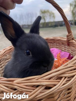 Törpe nyuszi eladó