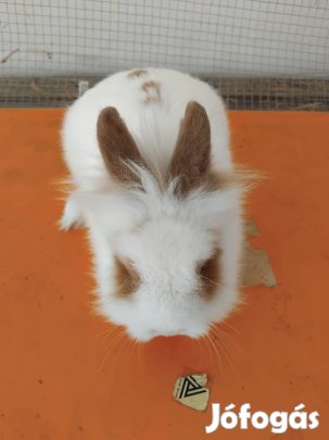 Törpe nyuszi eladó 