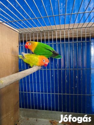 Törpe papagáj párok. Fisher