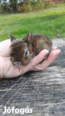 Törpe rex kisnyulak