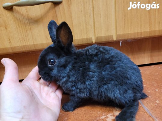 Törpe rex nyúl,  törpe nyúl, nyuszi