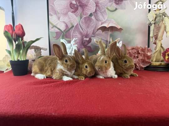 Törpe rex nyúl, nyuszi, törpenyúl, törpenyuszi