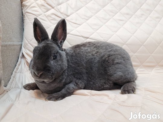 Törpe rex nyuszi, törpe nyúl