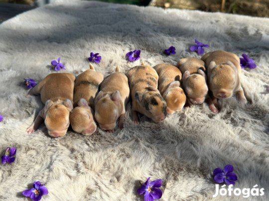 Törpe rex nyuszi törpenyúl