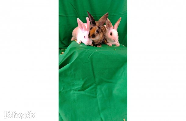 Törpe rex nyuszik eladók