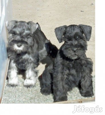 Törpe schnauzer kiskutyák keresik szerető gazdijukat