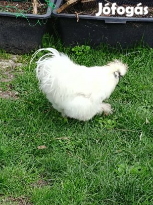 Törpe selyem kakas eladó