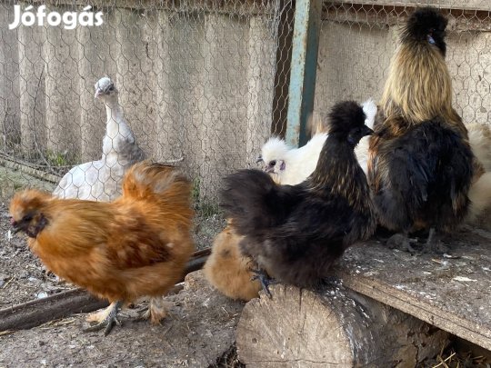 Törpe selyem tojás