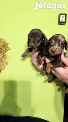 Törpe tacskó fajtatiszta jellegű kiskutyák 