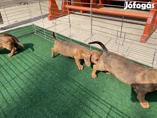 Törpe tacskó jellegű kölykök!