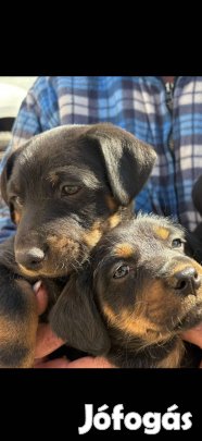 Törpe tacskó jellegű kölyök kutyusok ingyen elvihető