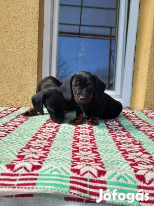 Törpe tacskó kölykök