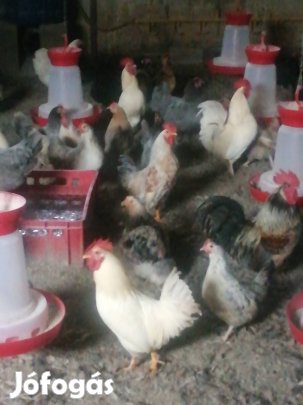 Törpe tyúk kakas japántyúk 