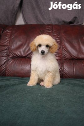 Törpe uszkár Kisfiú