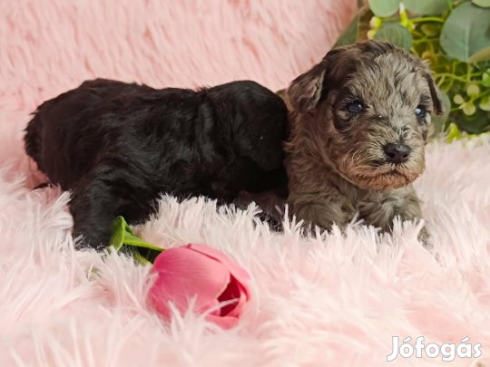 Törpe uszkar fajta jellegű kicsik