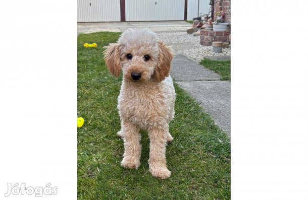 Törpe uszkár frissen kozmetikázott fiú gazdiját várja Veszettség oltás