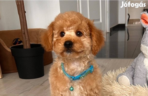 Törpe uszkár kisfiú