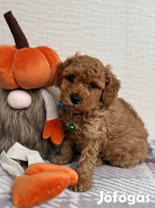 Törpe uszkár kisfiú !