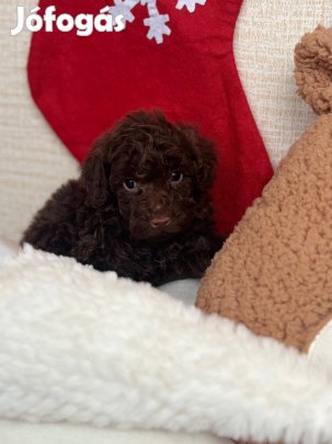 Törpe uszkár kisfiú !